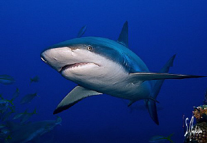 The shark dive at Ginormous presented many great photo op... by Steven Anderson 
